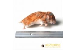 Syrische hamster mix ca. 50 - 170 g (91320)