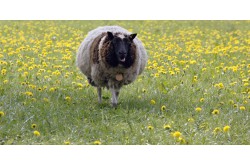 dogmeat-schapenpens