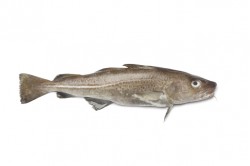 dogmeat-whitefish