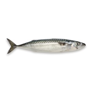 dogmeat-mackerel