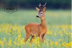 Deer meat (venison)