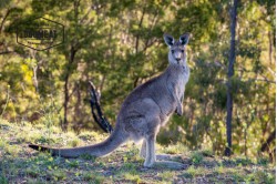 Viande de kangourou