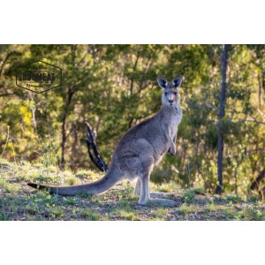 dogmeat-kangoeroe