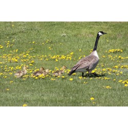 dogmeat-gans