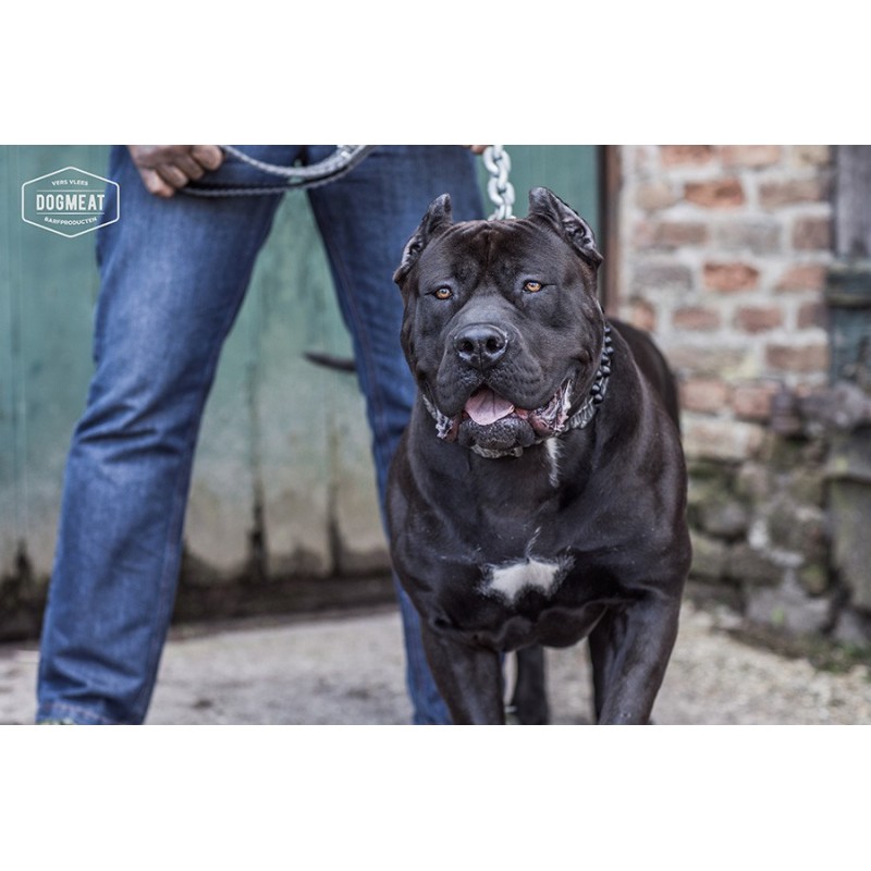 dogmeat-oie