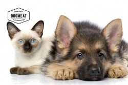 dogmeat-catsnature-kip