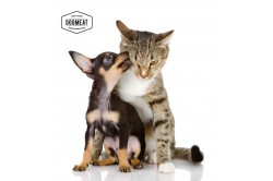 dogmeat-catsnature-kwartel