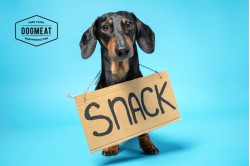 dogmeat-snacks-mini-trainers