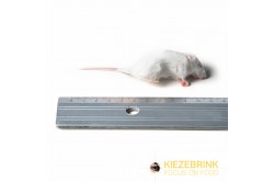 Little mouse 5 - 15 g