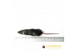 Adulte Mäuse 16 - 22 g