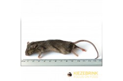 Große Mäuse 23 g
