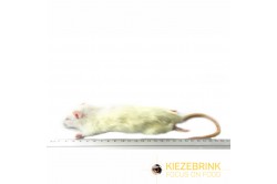 Kleine Ratte 90 - 150 g