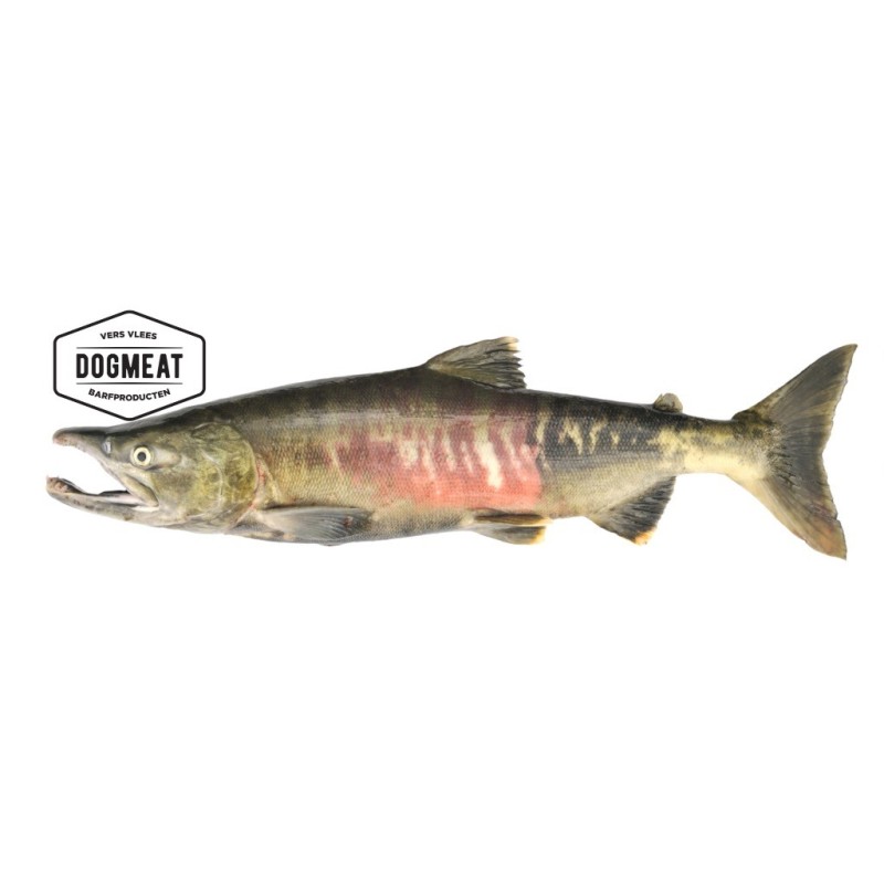 dogmeat - zalm