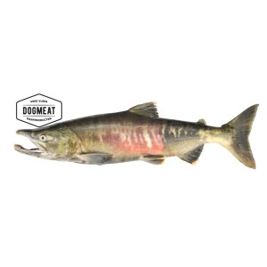 dogmeat - zalm